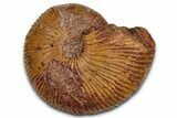 Jurassic Ammonite (Macrocephalites) Fossil - Sengenthal, Germany #357381-1
